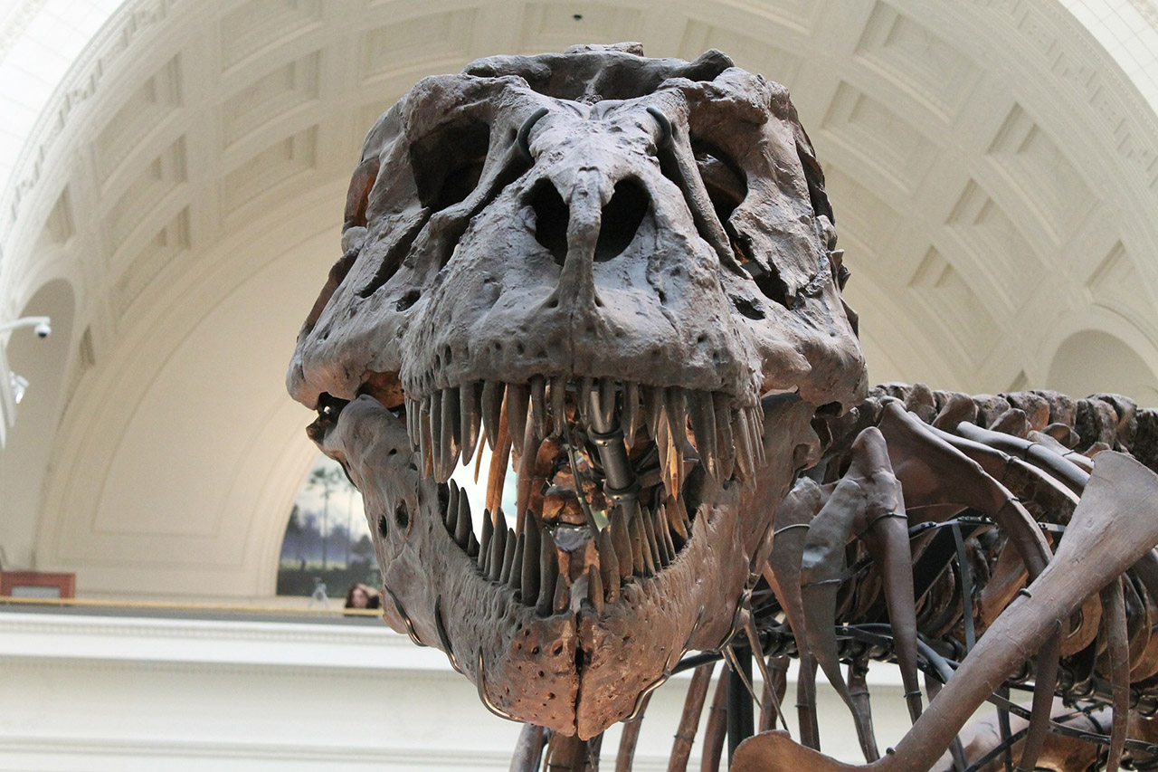 Lezing expeditie dinosaurus T.rex