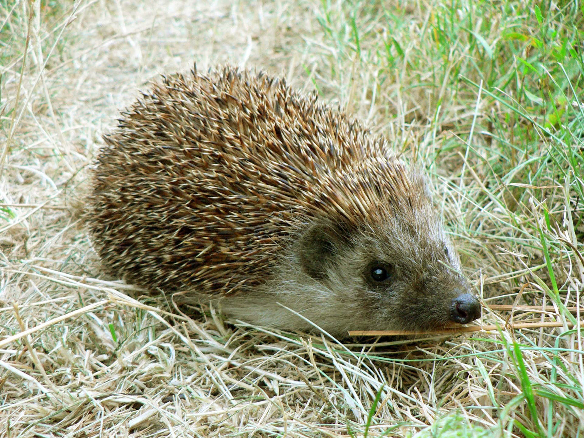 Denk ook aan dieren in de natuur