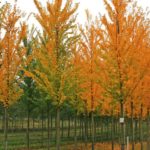 De lep (herfst)