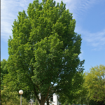 Tupeloboom (zomer)