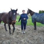 paarden