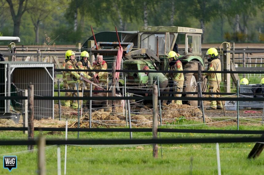 Paard vast in gat in Grathem