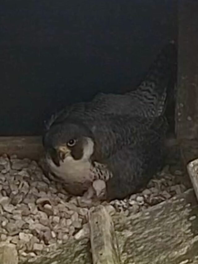 Kuikens geboren