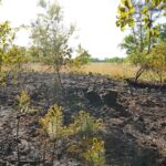 Natuurbrand in Budel vlakbij Belgische grens