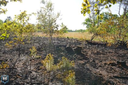 Natuurbrand in Budel vlakbij Belgische grens