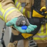 Brandweer redt zwaluw van onder dakpannen