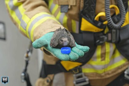 Brandweer redt zwaluw van onder dakpannen