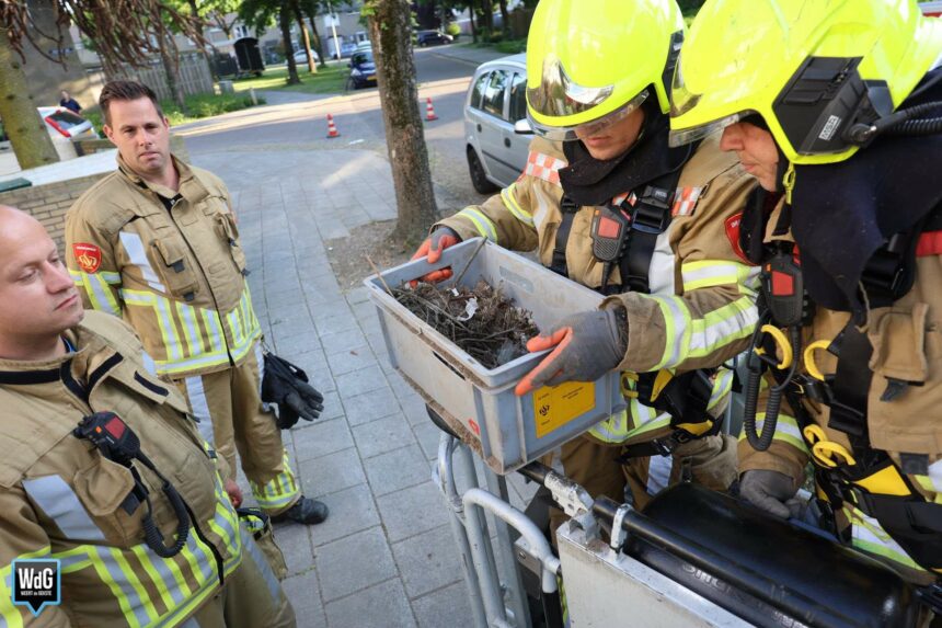 Brandweer redt jonge vogels uit dakrand in Neerstraat
