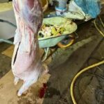 Illegale slachterij Stramproy