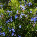 Kruidenwandeling Natuur- en Milieucentrum