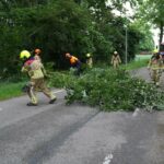 Omgevallen boom op Tuurkesweg in Tungelroy