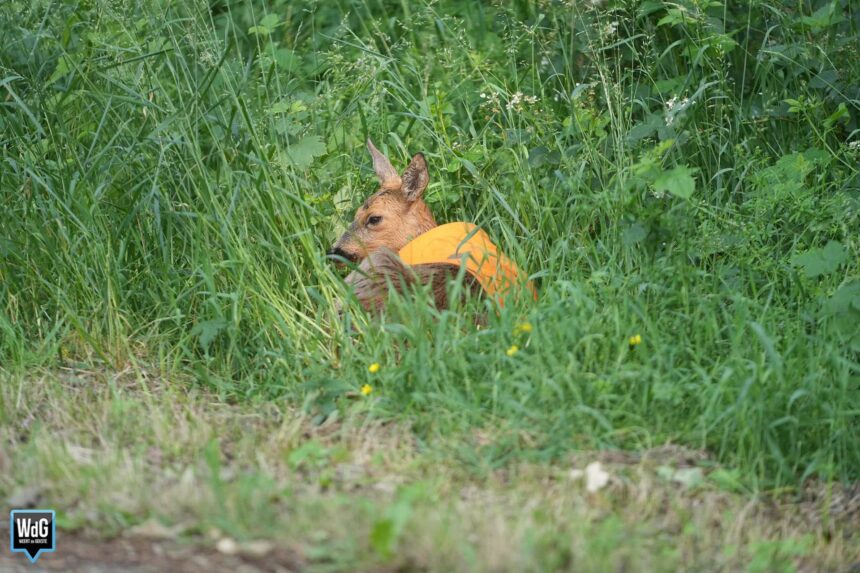 Voorbijgangers redden ree uit Zuid-Willemsvaart