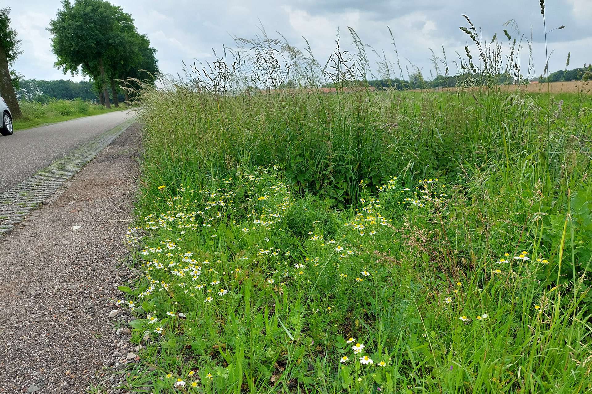 wegbermen
