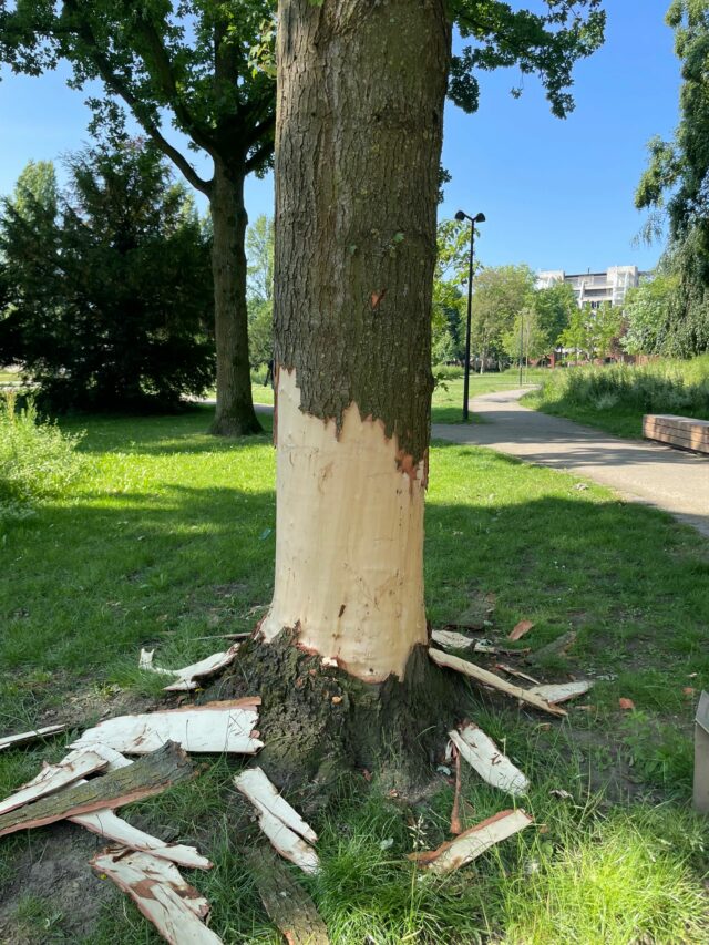 Boom gestript in stadspark