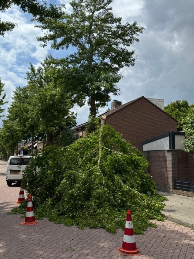 Afgebroken tak op auto