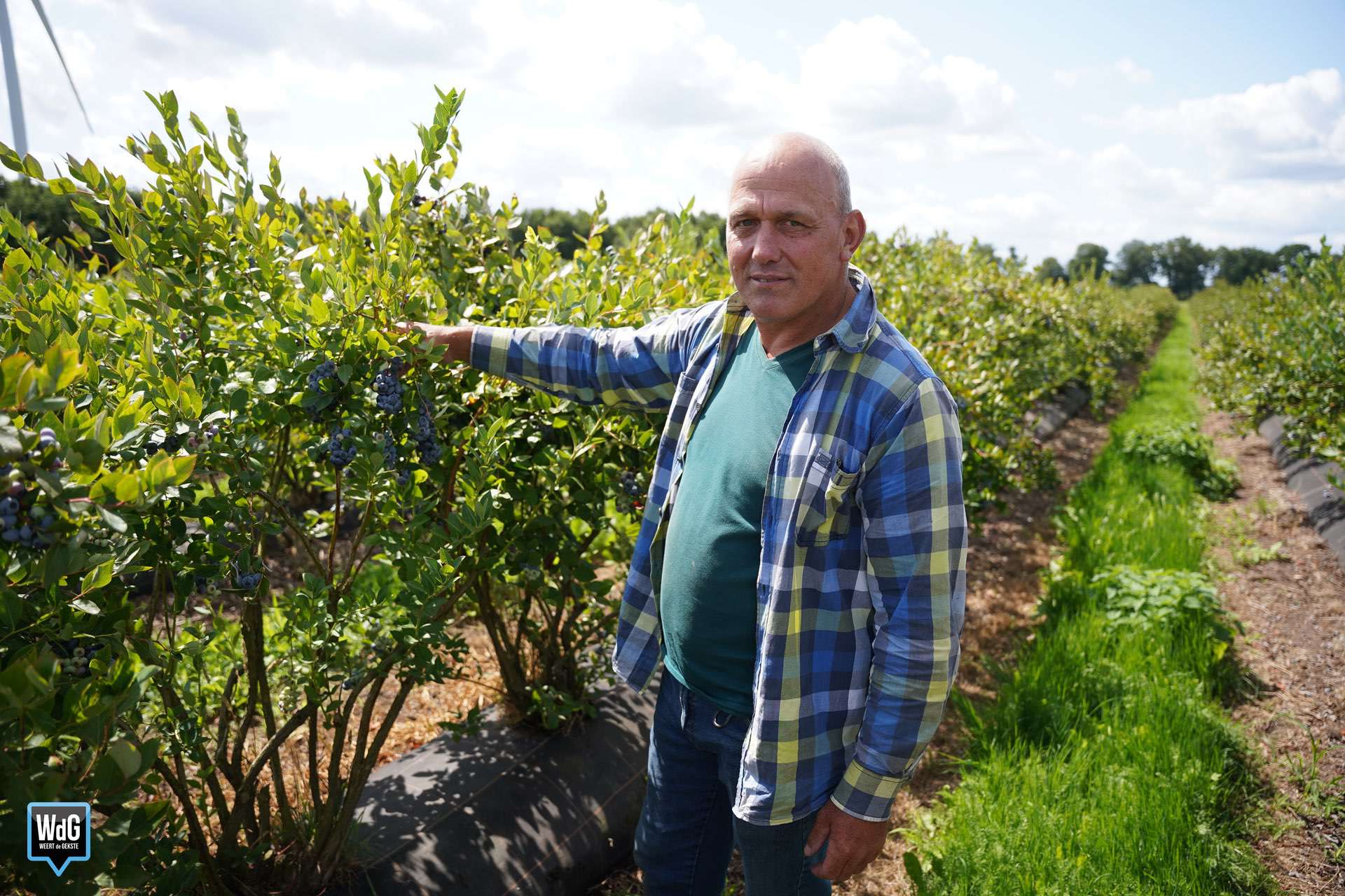 Blauwe Bessen Bedrijf Heldens
