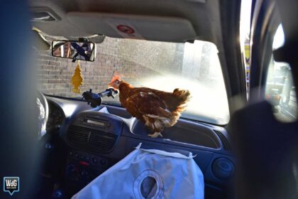 Kip verschuilt zich in auto na botsing op Venloseweg in Nederweert