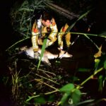 Brandweer redt ree uit kanaal bij Nederweert-Eind