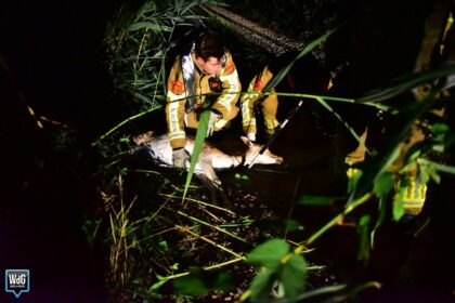 Brandweer redt ree uit kanaal bij Nederweert-Eind
