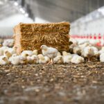 Neem een kijkje achter de schermen bij Saes Poultry in Weert