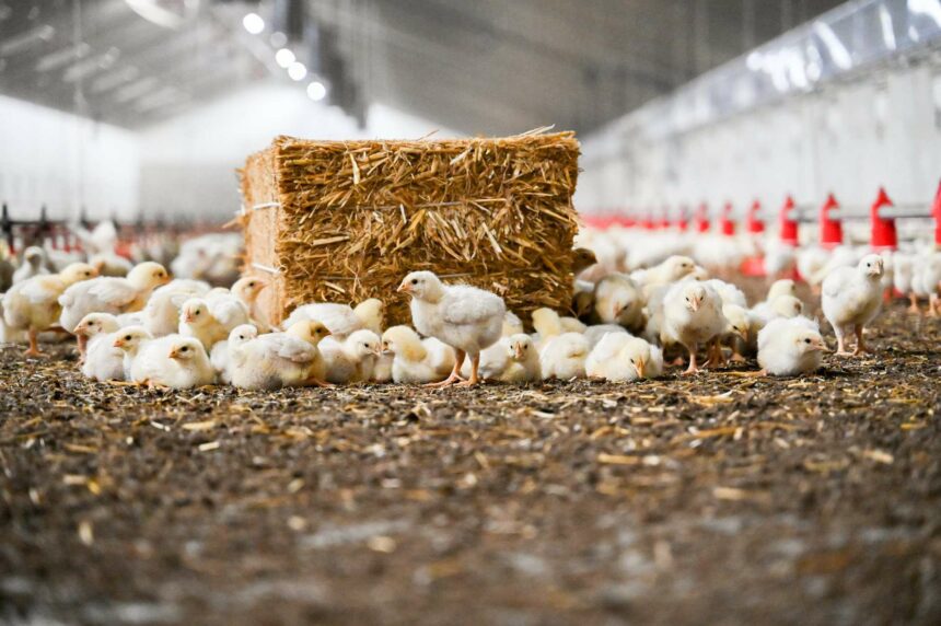 Neem een kijkje achter de schermen bij Saes Poultry in Weert