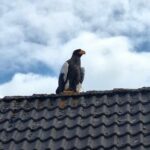 Zeldzame Stellers zeearend ontsnapt en gezien in Weert