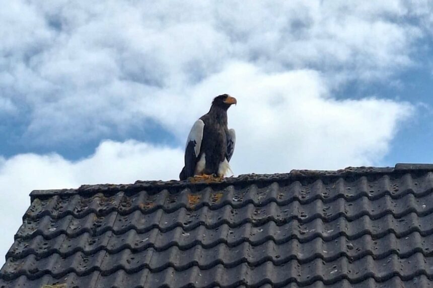 Zeldzame Stellers zeearend ontsnapt en gezien in Weert