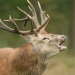 Bronstexcursie Weerterbos