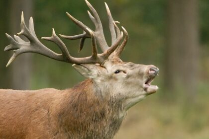 Bronstexcursie Weerterbos