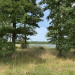 Archieffoto WdG - Eikenbomen