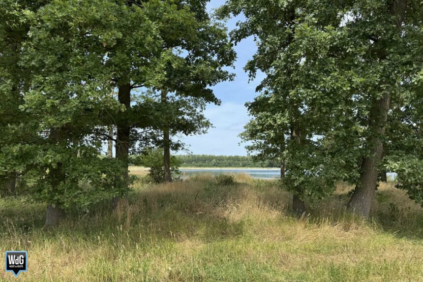 Archieffoto WdG - Eikenbomen