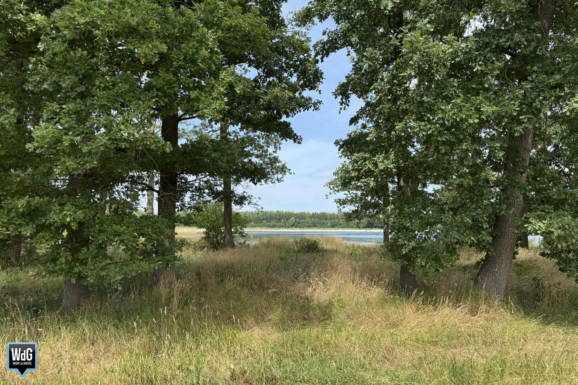 Archieffoto WdG - Eikenbomen