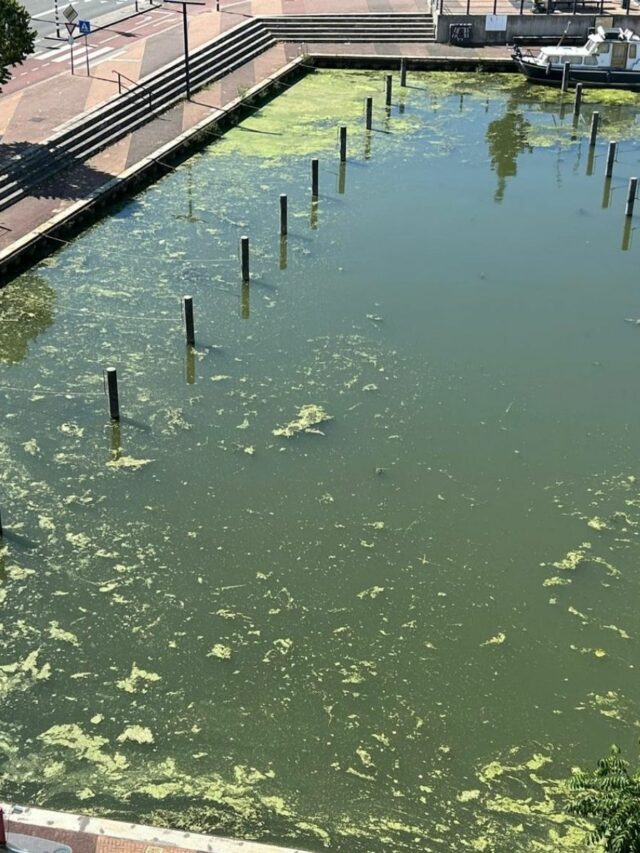 De groene thuishaven