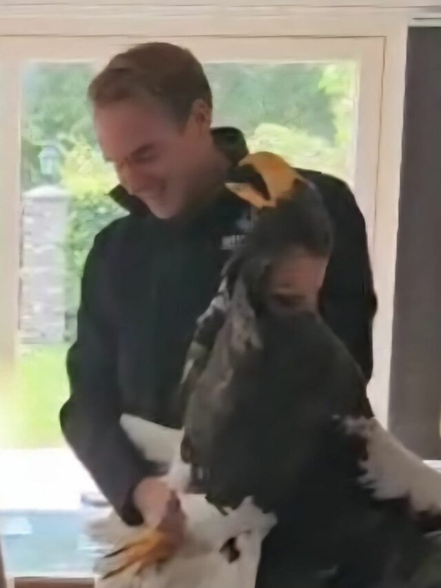 Ontsnapte zeearend gevangen