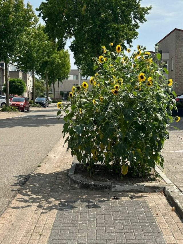 Geen boom maar zonnebloemen