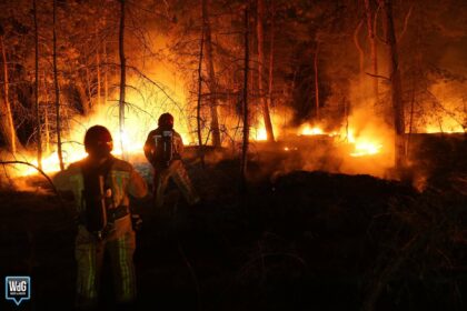 Brandweer dooft bosbrand in Weerter- en Budelerbergen
