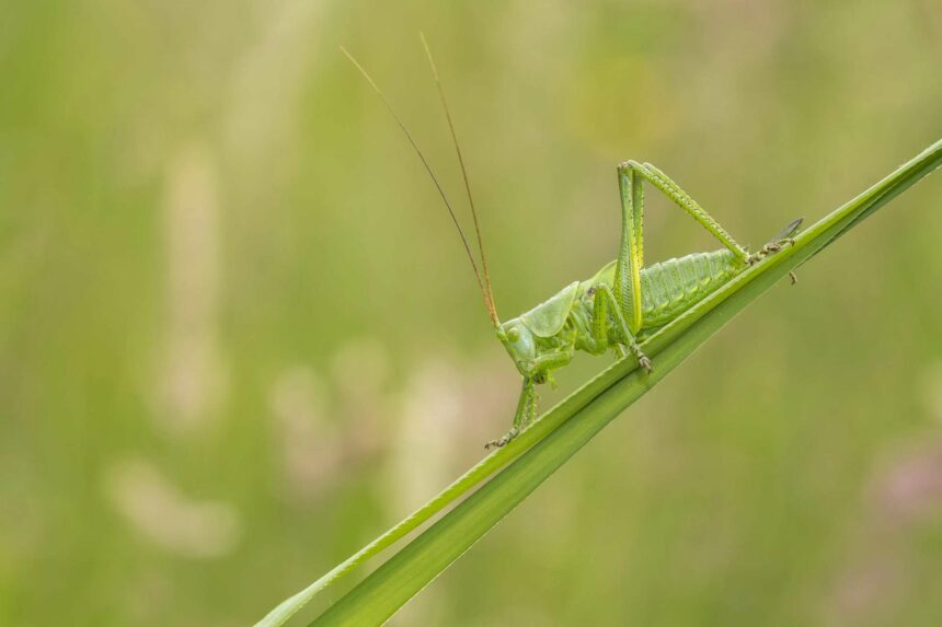 Heel Weert Observeert