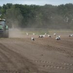 Ooievaars smullen mee van lopend buffet in Stramproy
