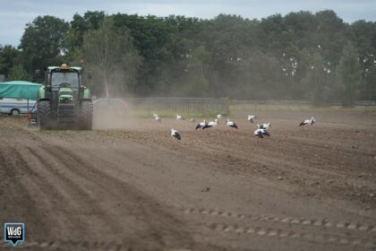 Ooievaars smullen mee van lopend buffet in Stramproy