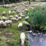 schapen