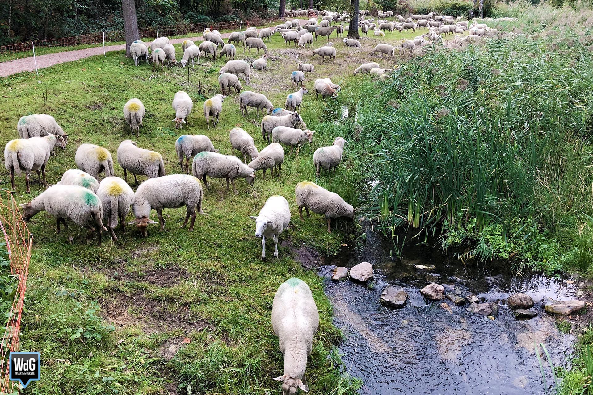 schapen