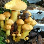 Lezing paddenstoelen
