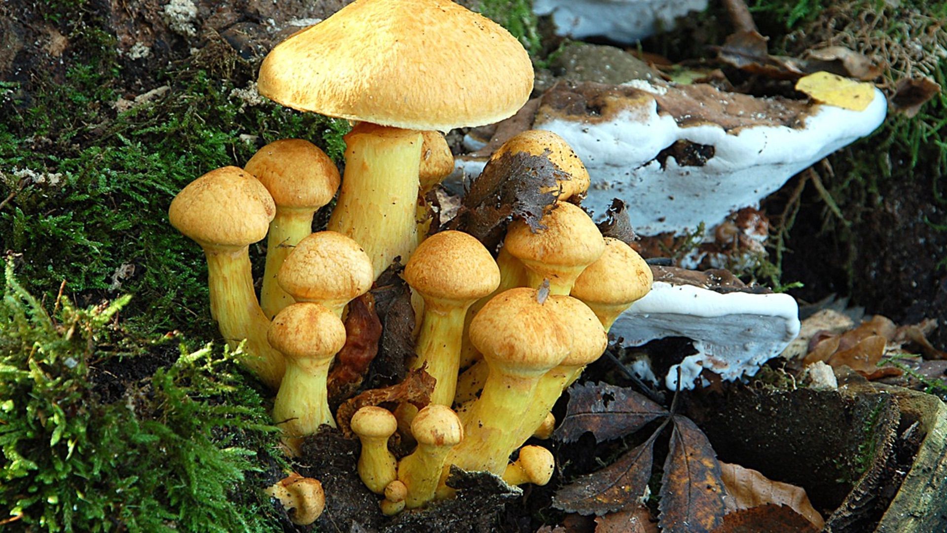 Lezing paddenstoelen