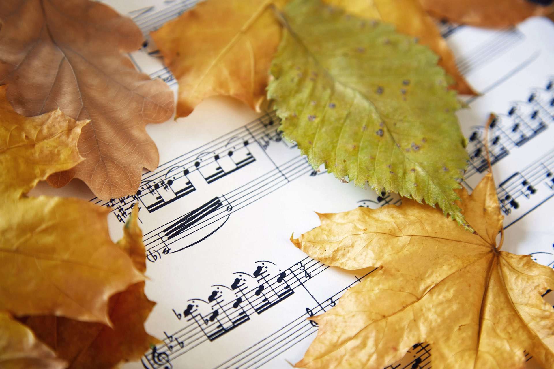 Autumn Leaves