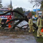 Nieuwedijk in Budel tijdelijk dicht door omgevallen boom