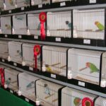 Grote internationale vogelshow