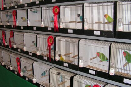 Grote internationale vogelshow