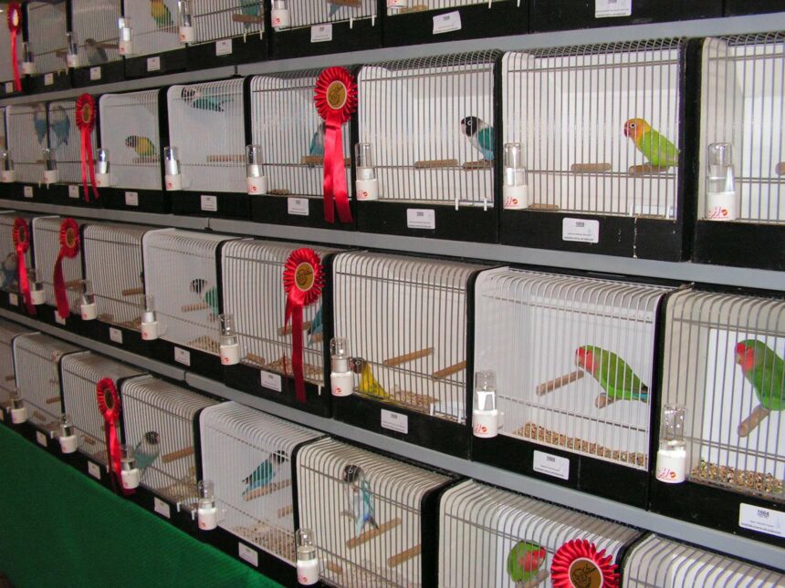 Grote internationale vogelshow