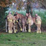 Paard Floris zit klem tussen twee omheiningen in Tungelroy
