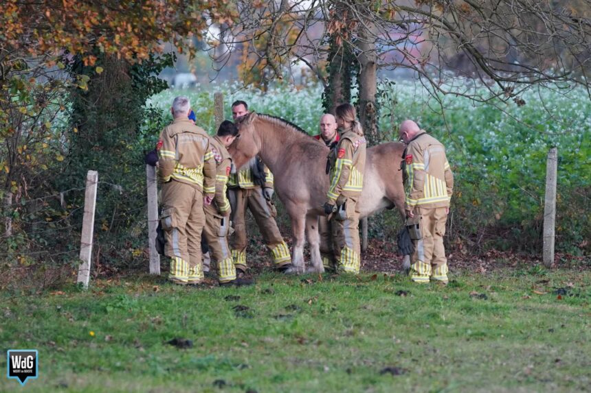 Paard Floris zit klem tussen twee omheiningen in Tungelroy